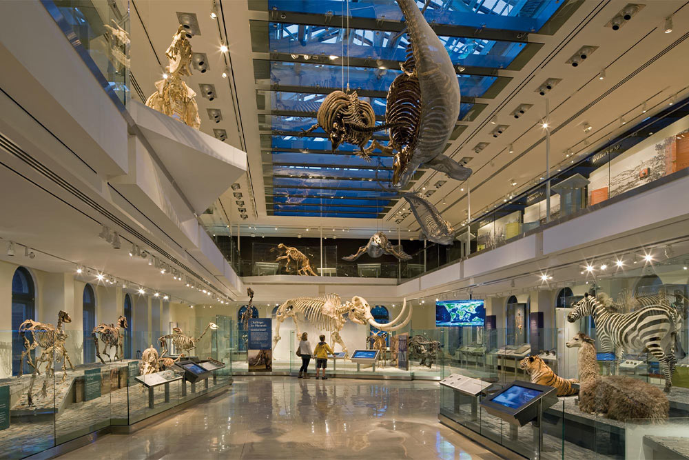 Natural-History-Museum